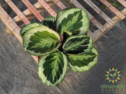 Calathea Shining star