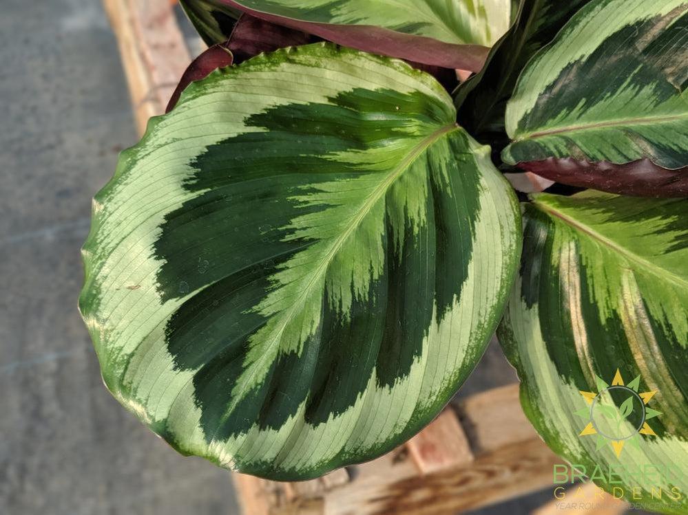 Calathea Shining star