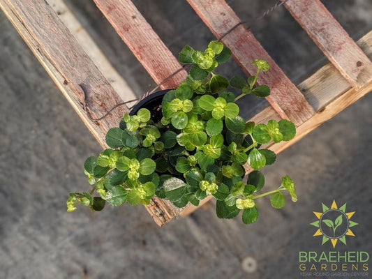 Pilea Depressa - Kiereweed