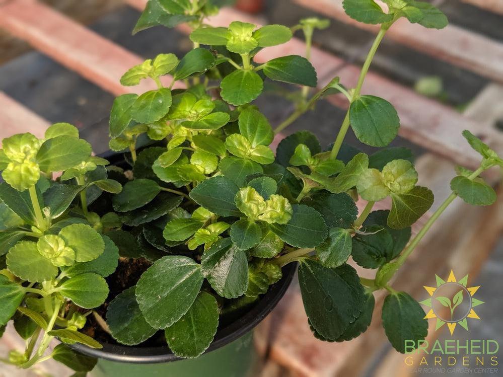Pilea Depressa - Kiereweed