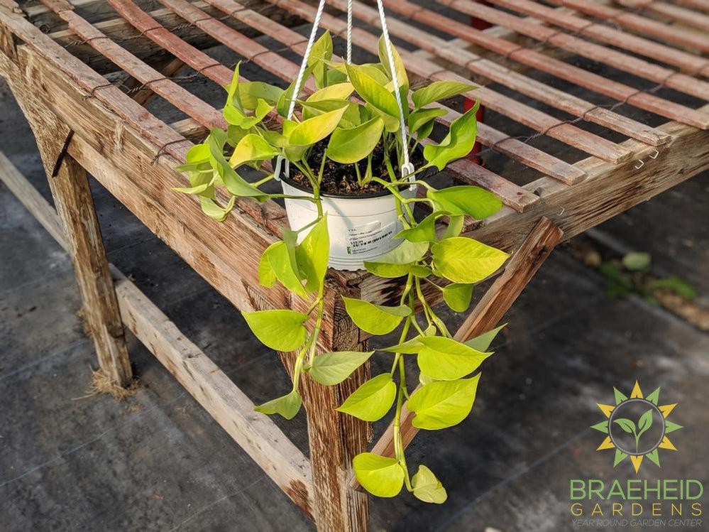 Order Neon Pothos Hanging Basket in Canada