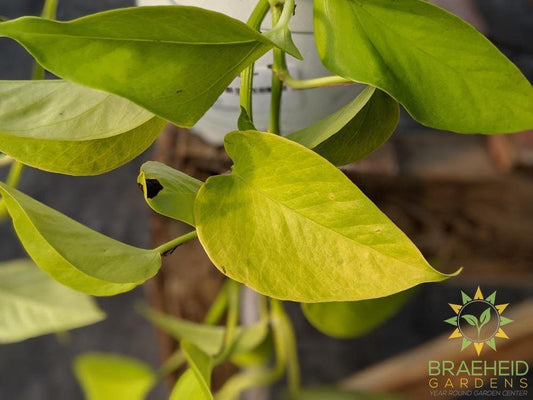 Neon Pothos Leaf foliage