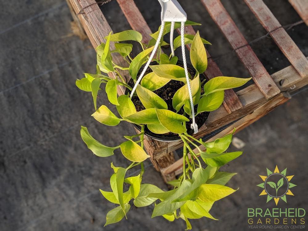 Buy Neon Pothos Hanging Basket in Canada