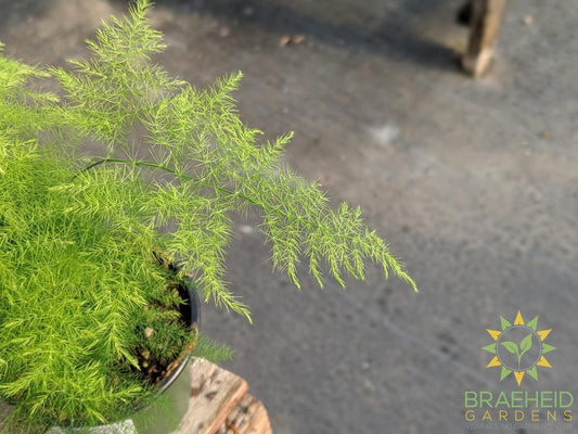 plumosa Fern