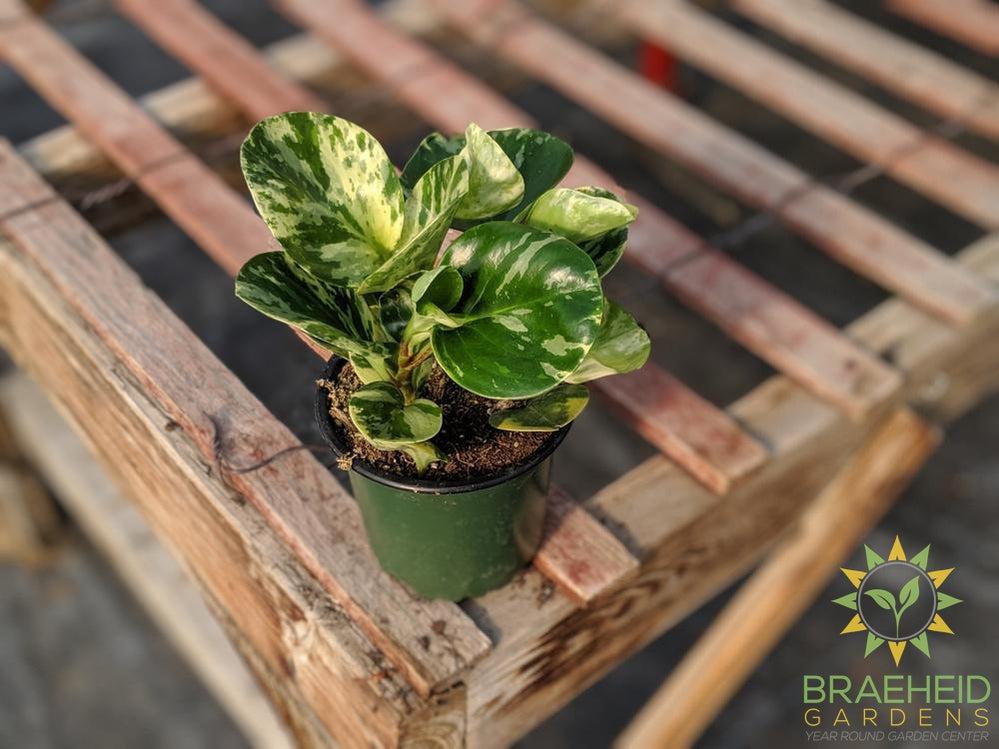 Peperomia Obtusifolia Marble
