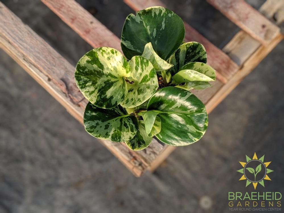 Peperomia Obtusifolia Marble