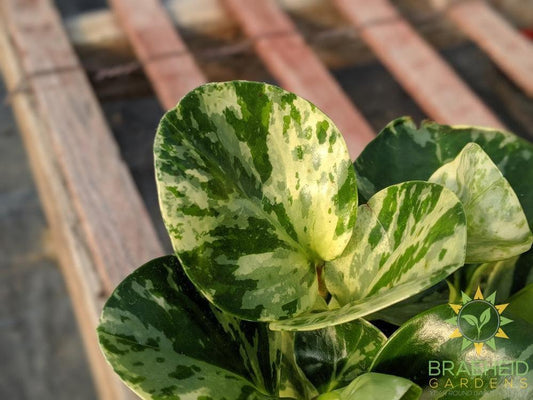 Peperomia Obtusifolia Marble