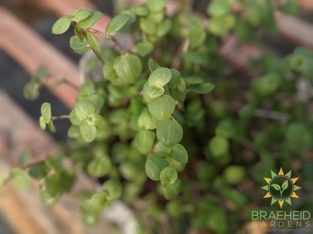 Turtle Vine - Callisia