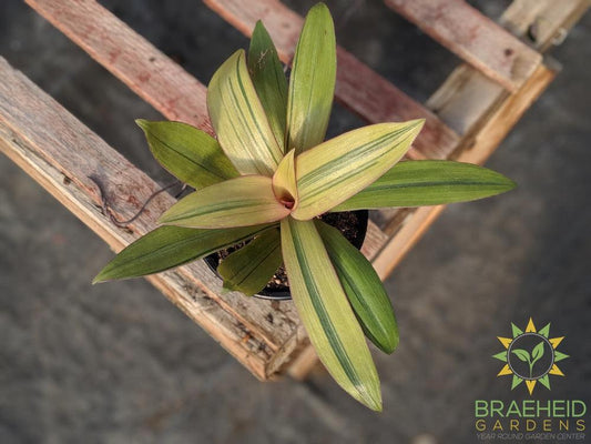 Moses in a Cradle Sunny Star