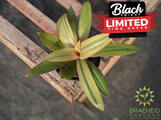 Moses in a Cradle Sunny Star