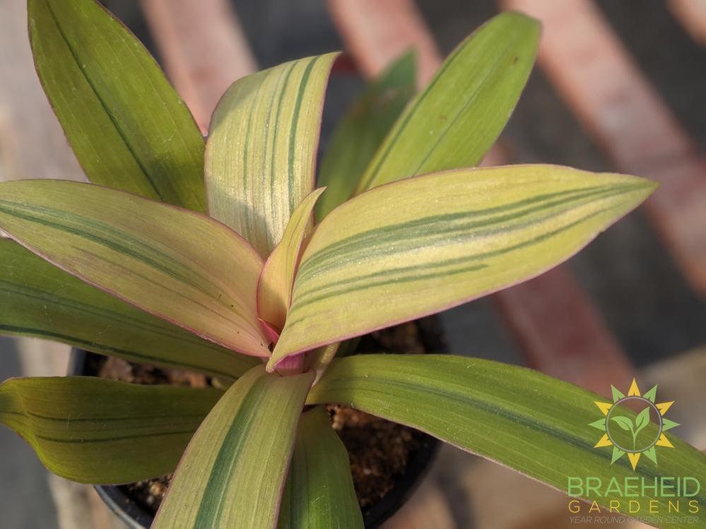 Moses in a Cradle Sunny Star