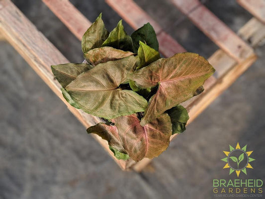 Syngonium Merry Maria