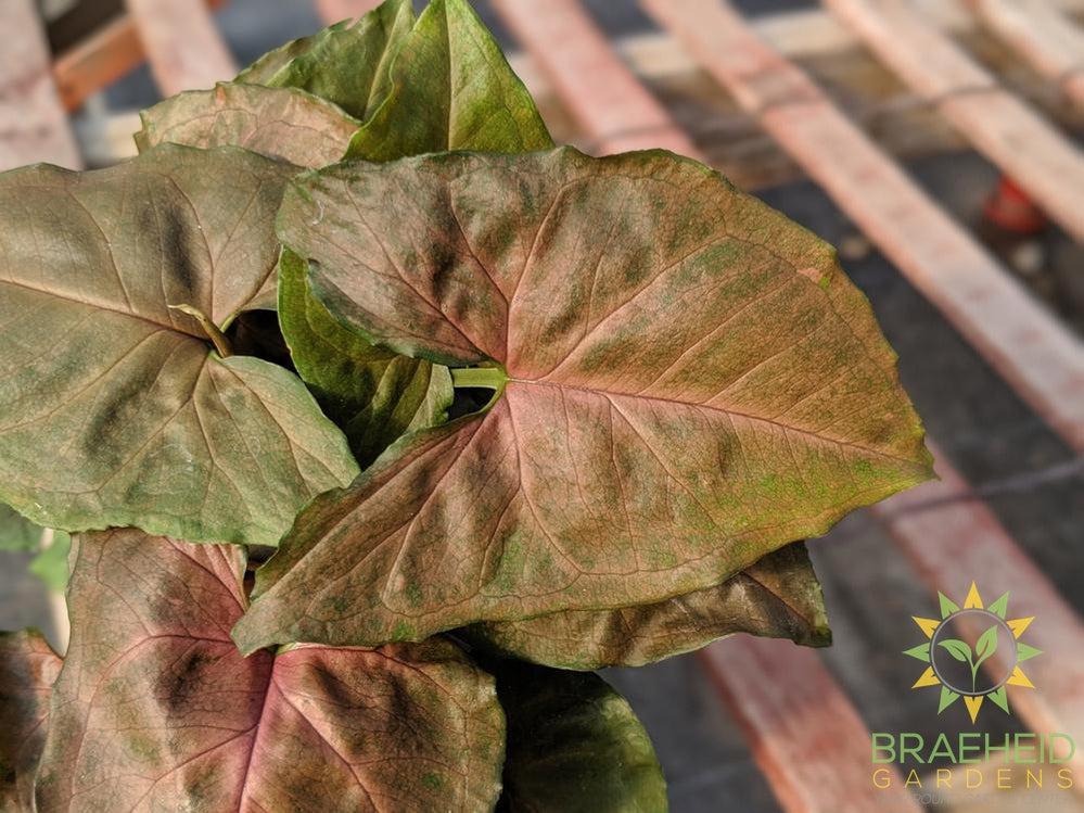 Syngonium Merry Maria