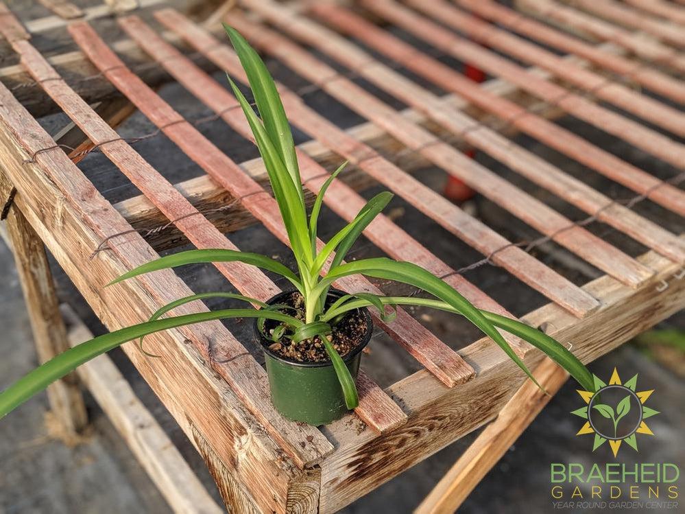 Green Spider Plant