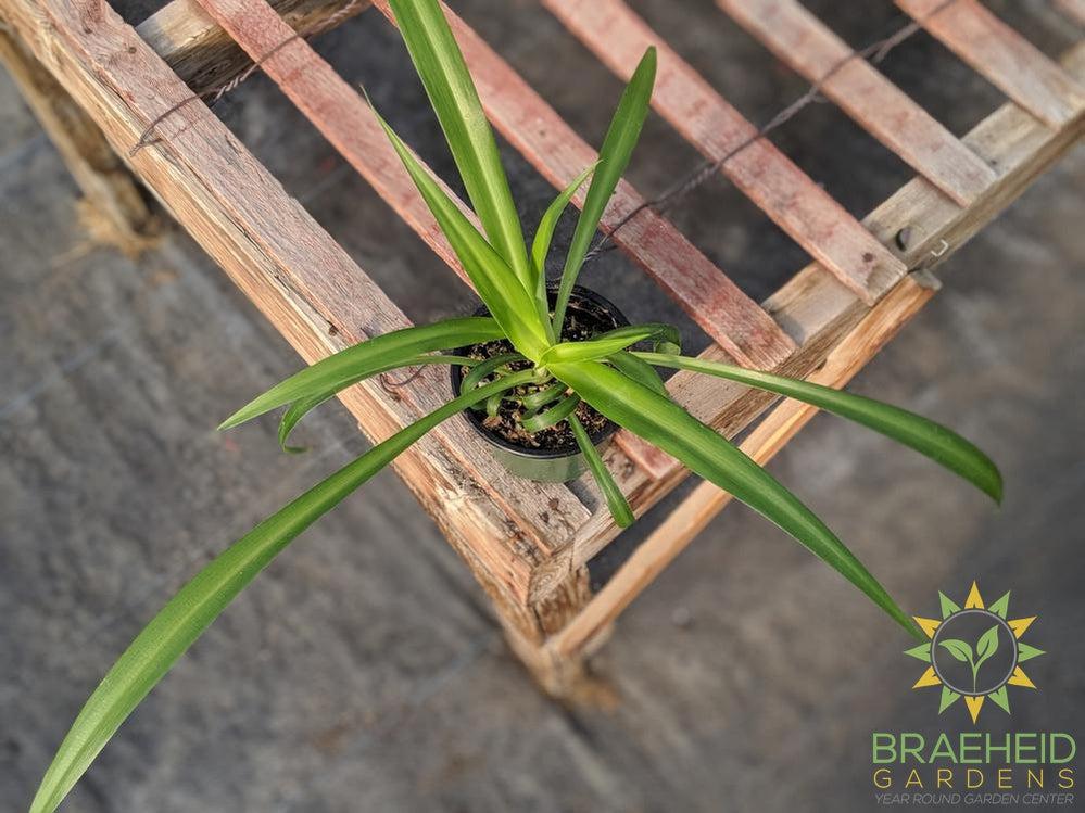 Green Spider Plant