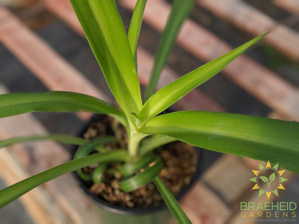 Green Spider Plant