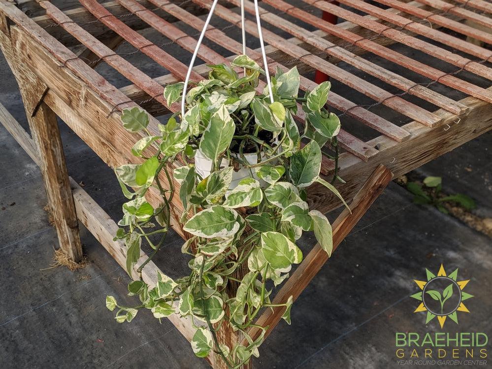 Pearl & Jade Pothos Hanging Basket