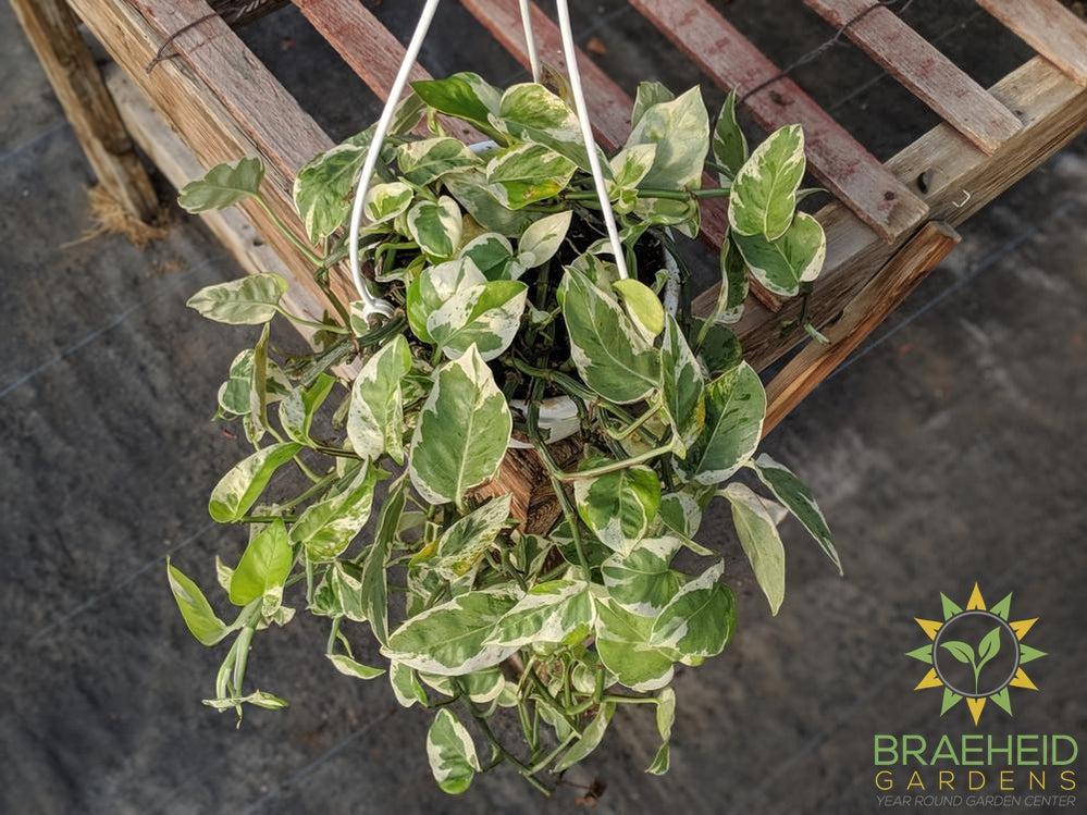 Pearl & Jade Pothos Hanging Basket