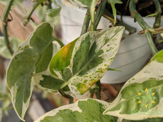 Pearl & Jade Pothos Hanging Basket