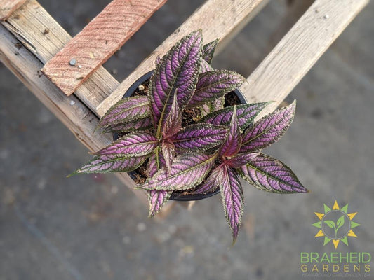 persian shield plant online photo