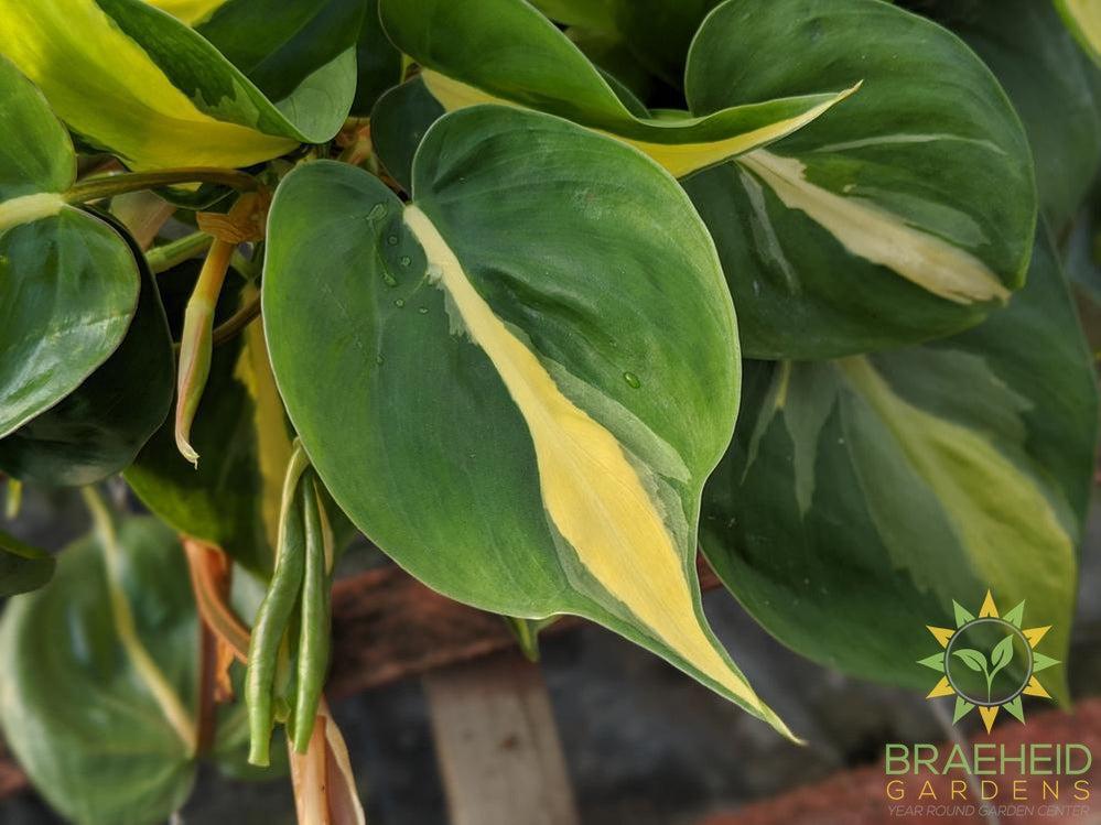 Brazil Philodendron leaf pattern
