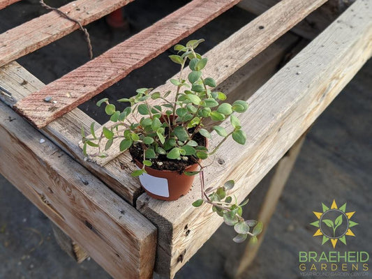 Turtle Vine - Callisia