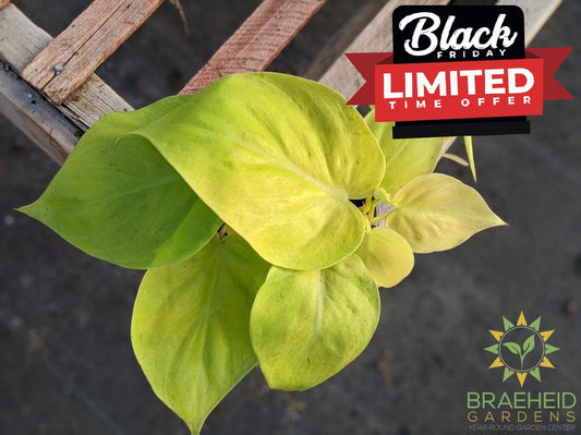Lime philodendron plant Neon philo online in canada