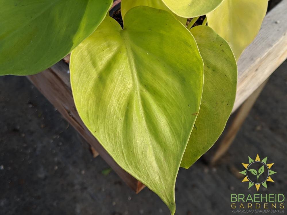 Neon Lime Philodendron leaf style