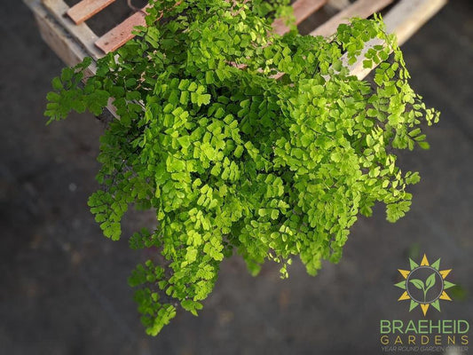 maiden hair fern plant