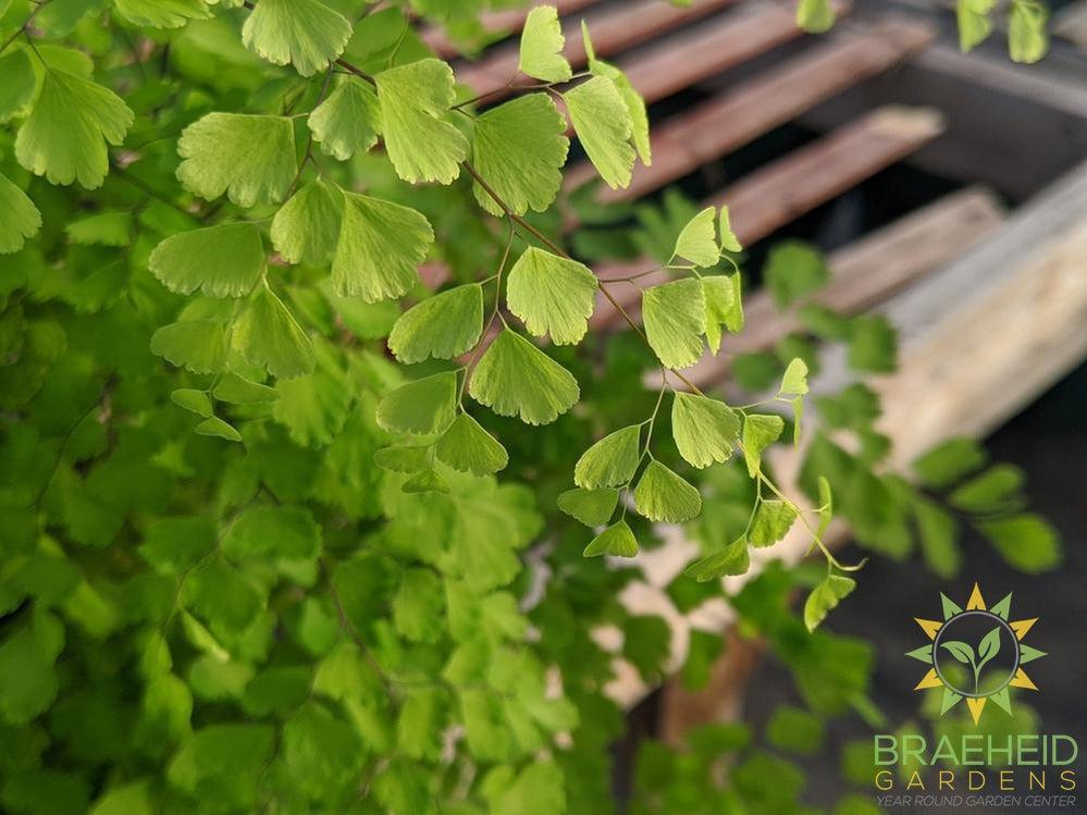Maiden hair fern leaf pattern