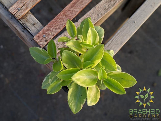 Peperomia Orba Variegata