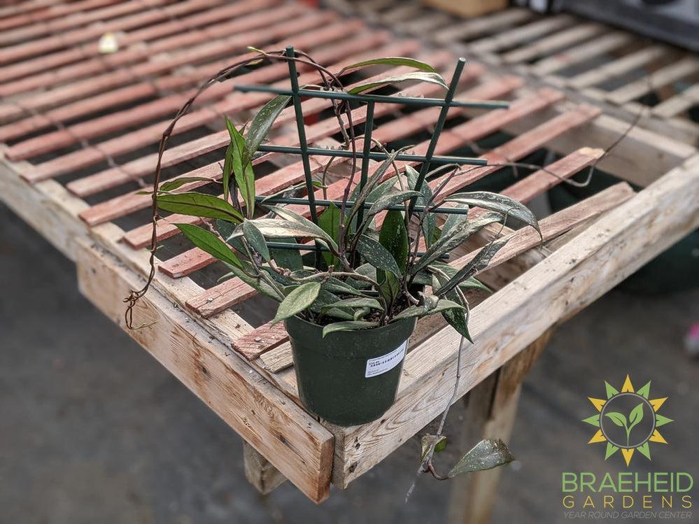 Hoya Pubicalyx Splash (Mystery Flower)