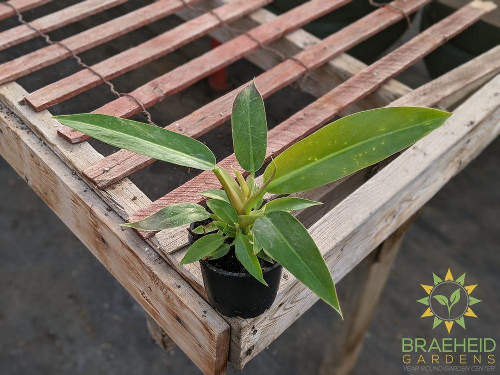 Philodendron Little Phil plant PHIL01 in Canada
