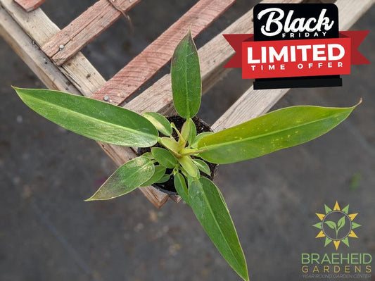 Little Phil plant for sale online in Canada