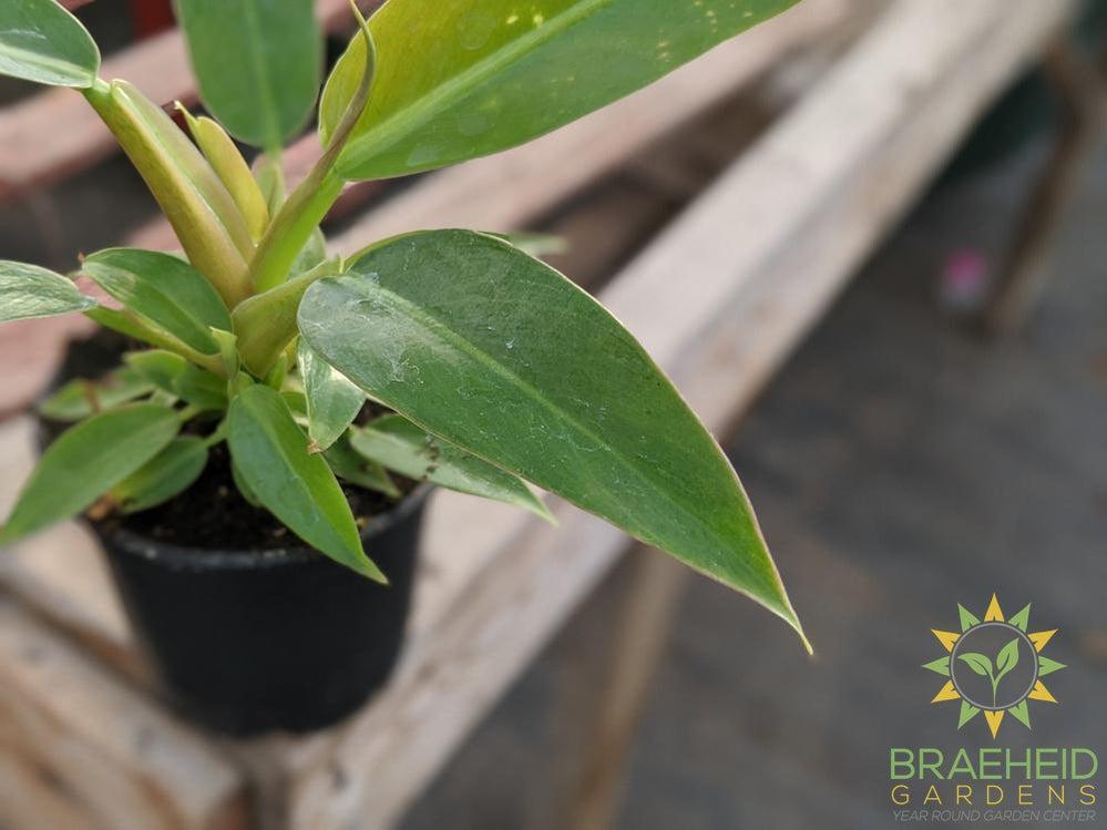 Philodendron Little Phil PHIL01 leaf style