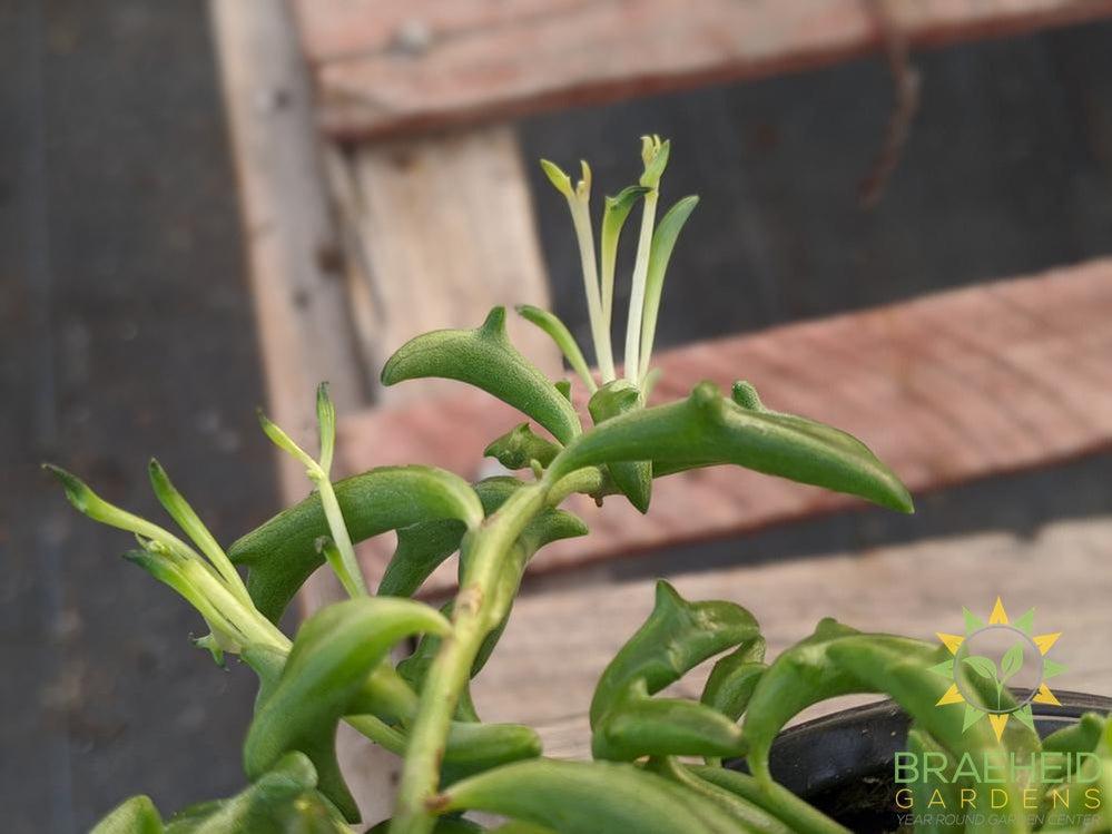 String of Dolphins