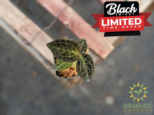 Dossinochilus Dreamcatcher Jewel Orchid