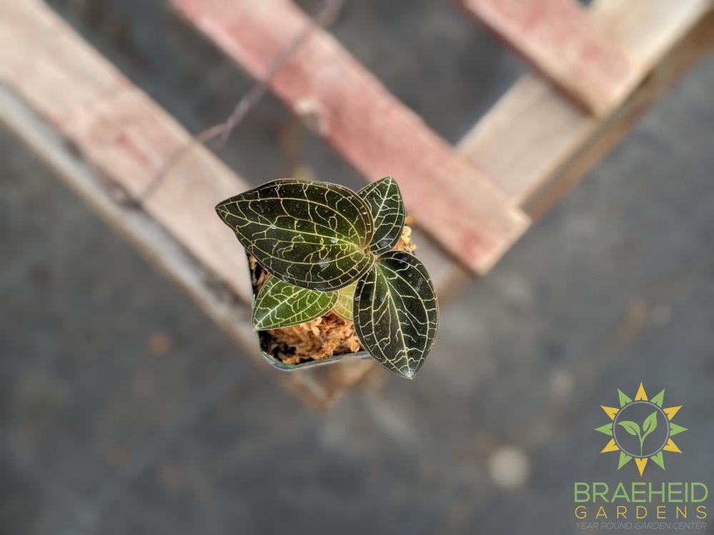Dossinochilus Dreamcatcher Jewel Orchid