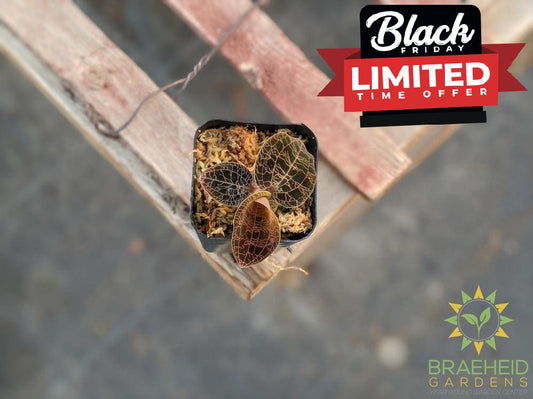 Dossinia Marmorata Dayli Jewel Orchid