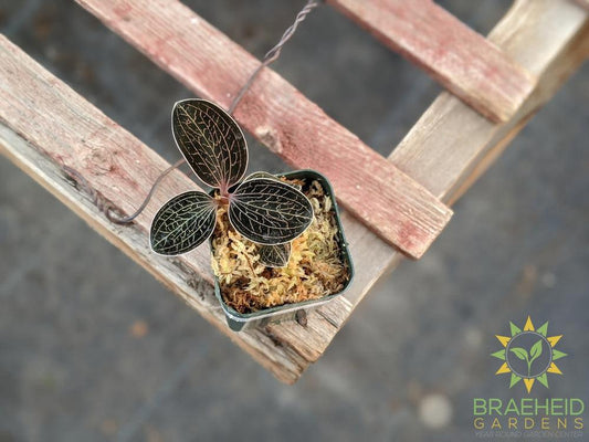 Anoectochilus Species unknown Jewel Orchid