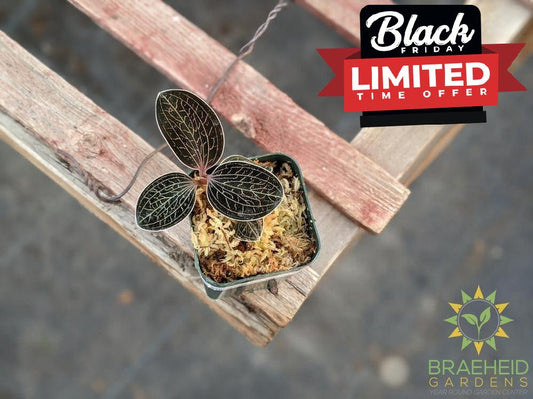 Anoectochilus Species unknown Jewel Orchid