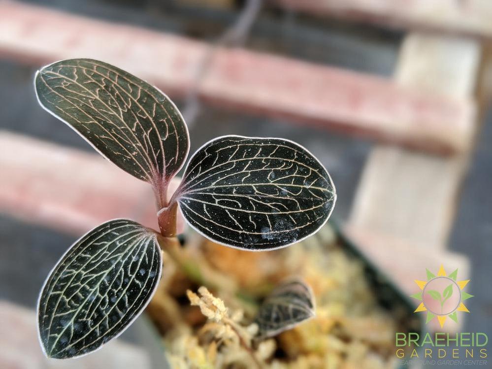 Anoectochilus Species unknown Jewel Orchid