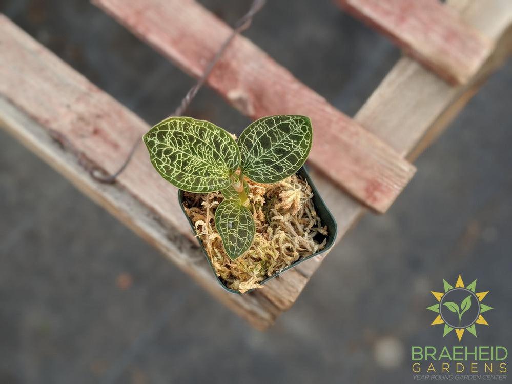 Macodes Petola Jewel Orchid