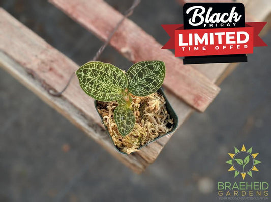 Macodes Petola Jewel Orchid