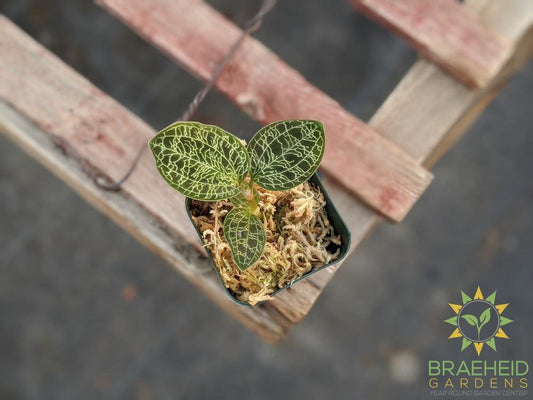 Macodes Petola Jewel Orchid