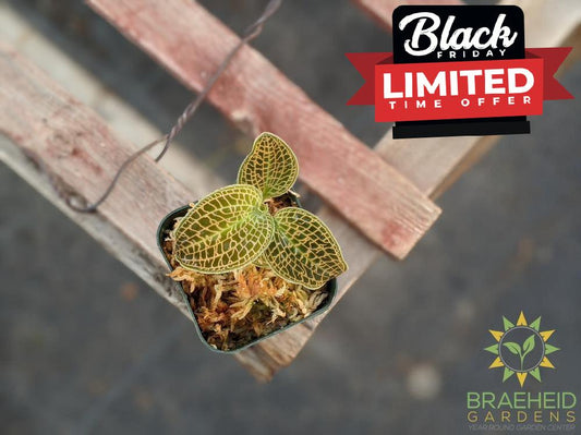 Macodes Sanderiana Jewel Orchid