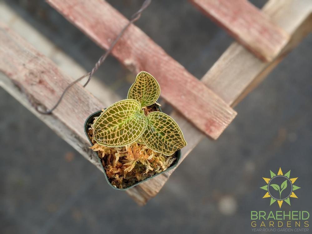 Macodes Sanderiana Jewel Orchid