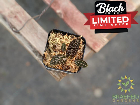 Ludisia Lightning Jewel Orchid