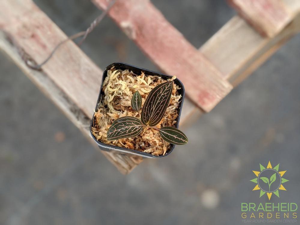 Ludisia Lightning Jewel Orchid