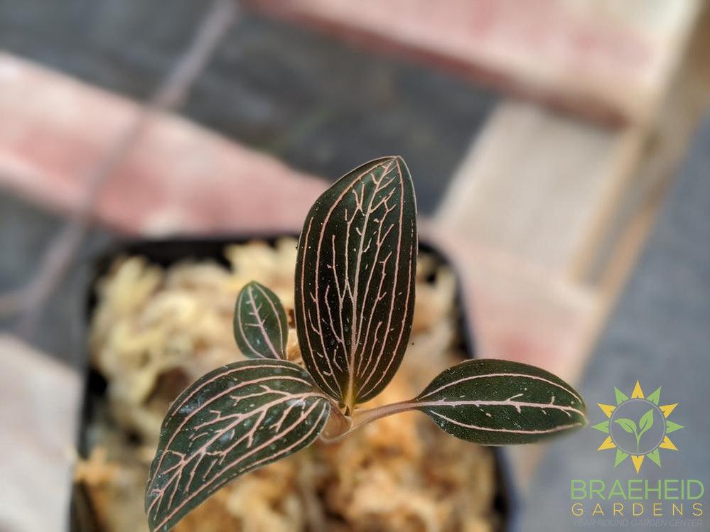 Ludisia Lightning Jewel Orchid